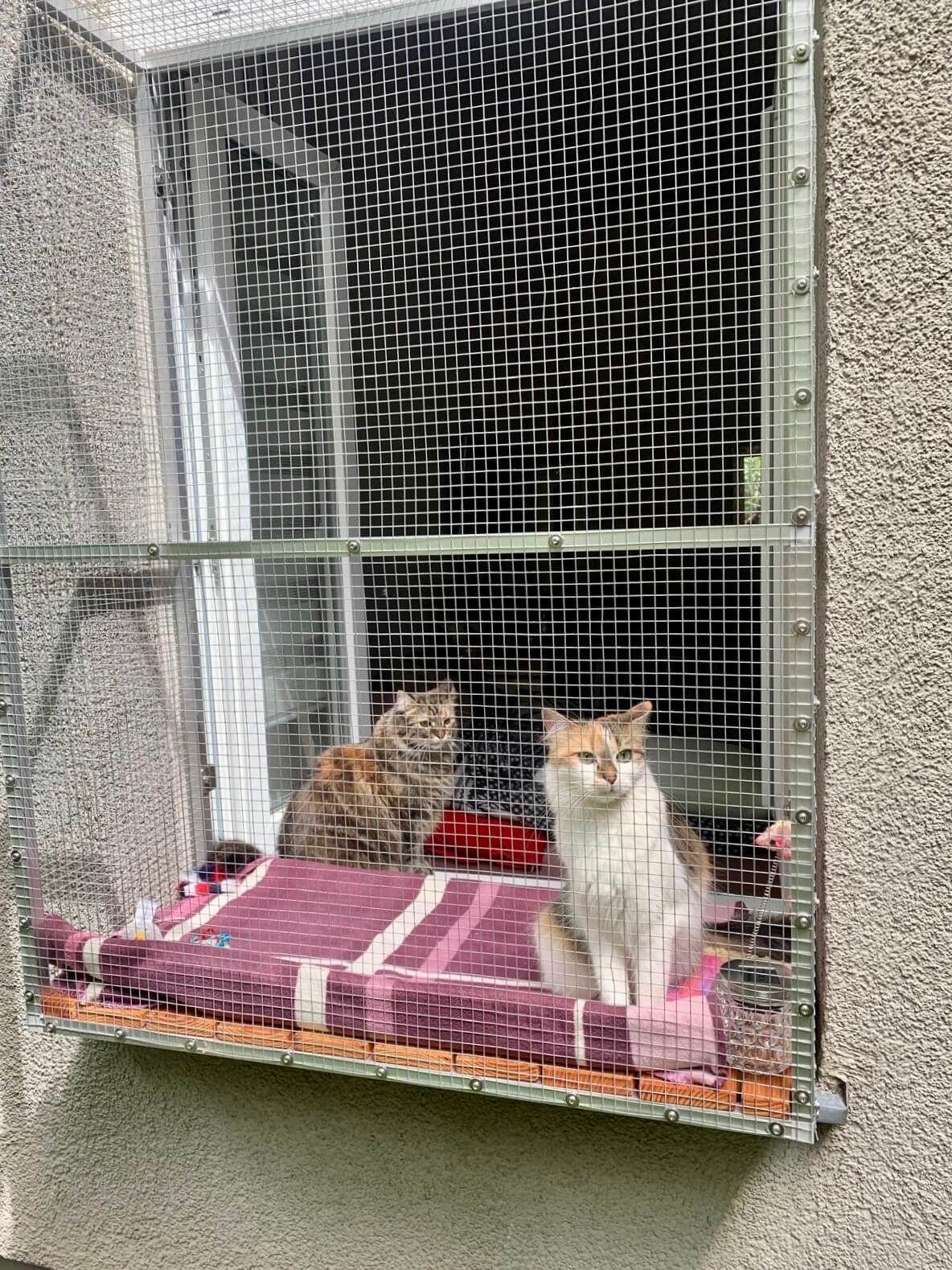 Zwei Katzen sitzen auf Tiny Terrace Katzenbalkon in Sicherheit, genießen die Aussicht und die Frischluft und beobachten die Umgebung