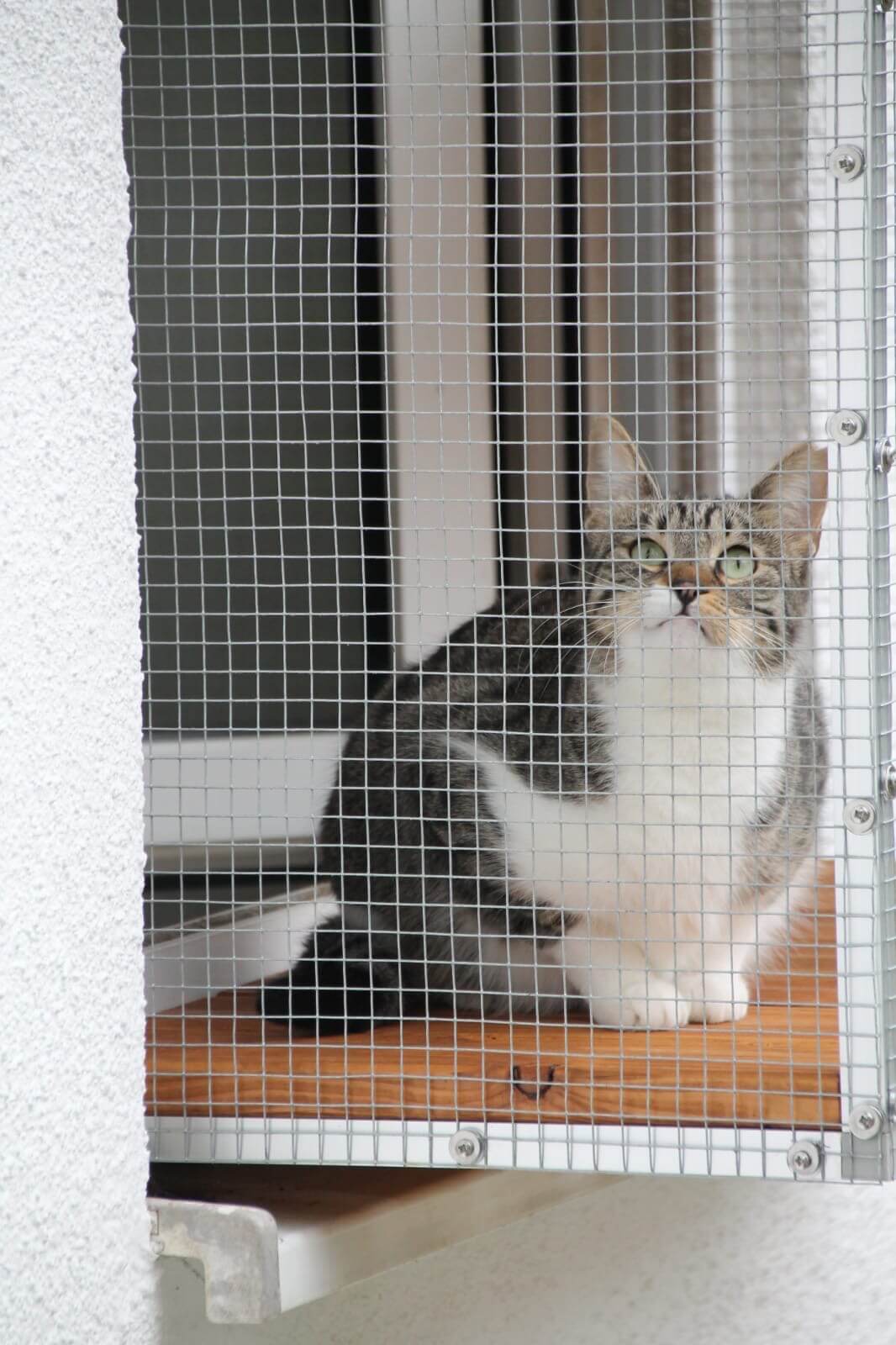 Katze sitzt auf Tiny Terrace Katzenbalkon in Sicherheit, genießt die Aussicht und die Frischluft und beobachtet die Umgebung