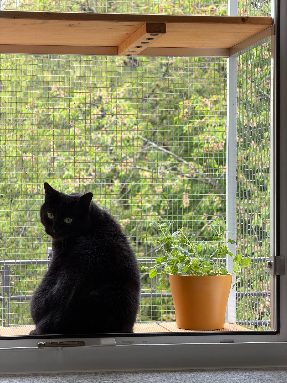Schwarze Katze auf Tiny Terrace Katzenbalkon München