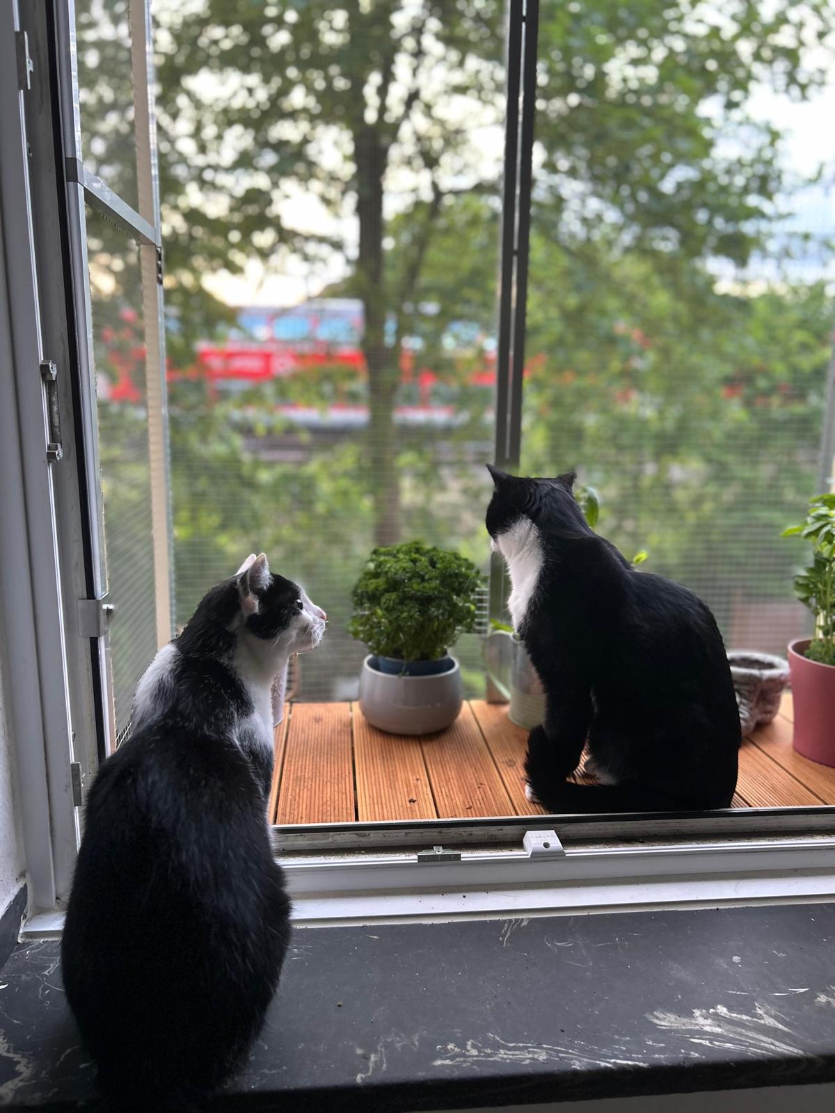 Zwei Katzen auf Tiny Terrace Katzenbalkon München Münsterland