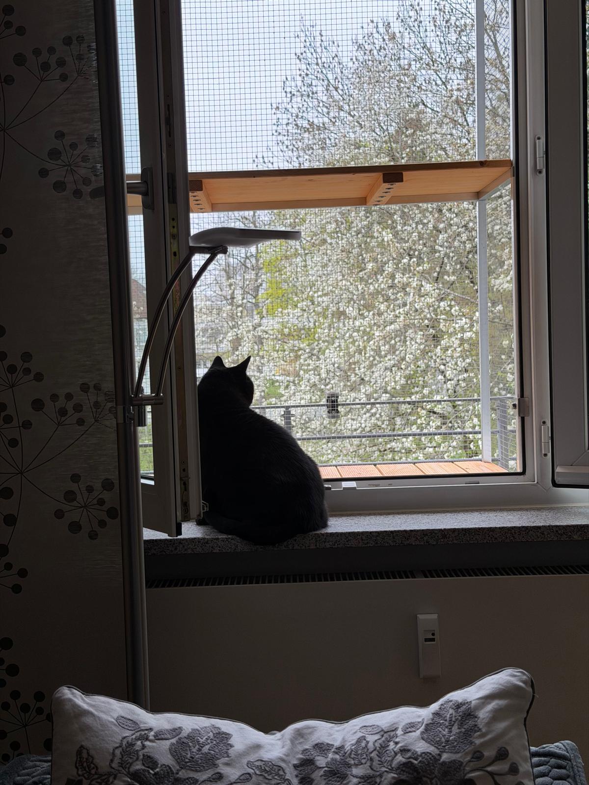 Schwarze Katze auf Tiny Terrace Katzenbalkon München