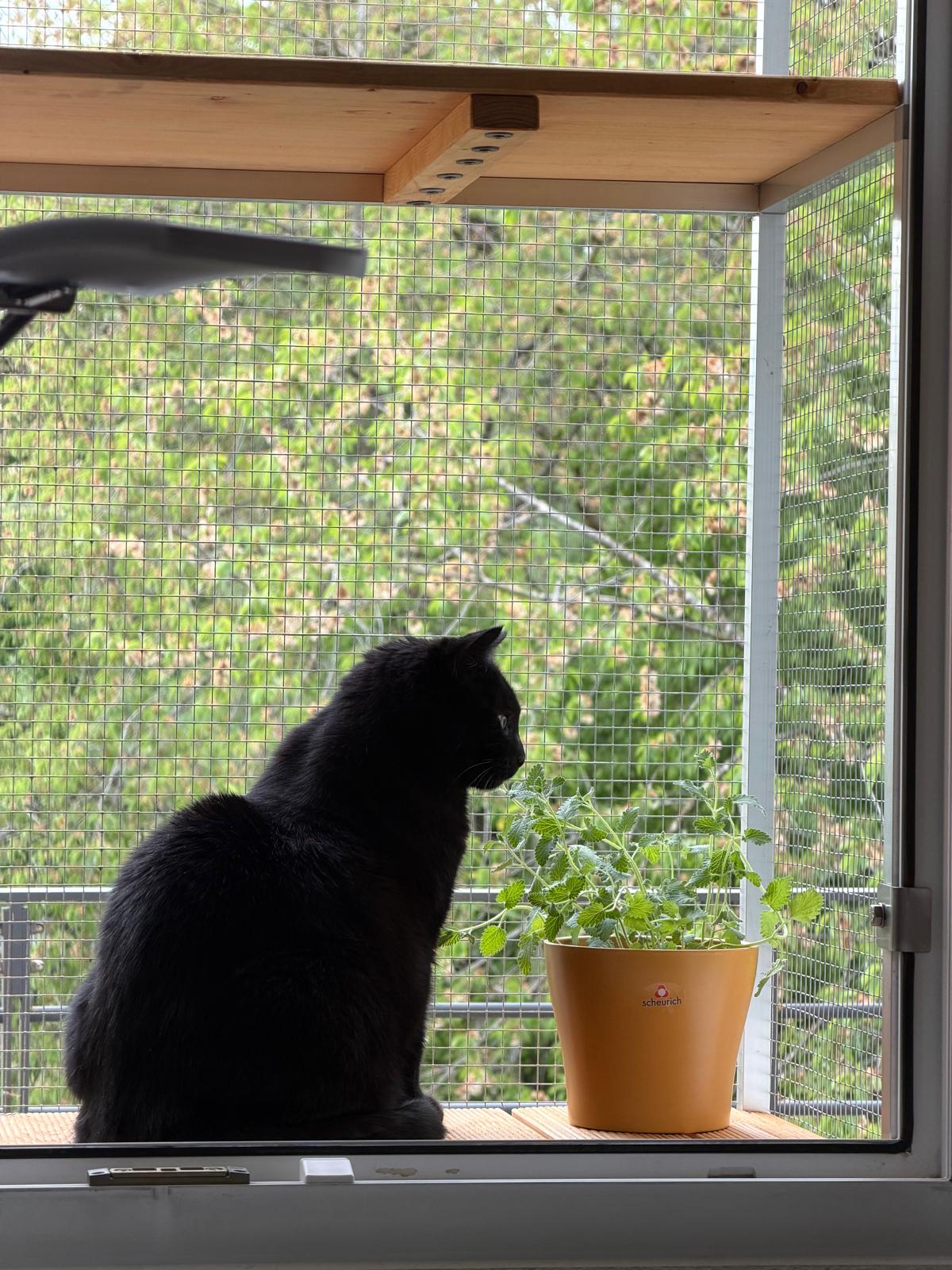 Schwarze Katze auf Tiny Terrace Katzenbalkon München